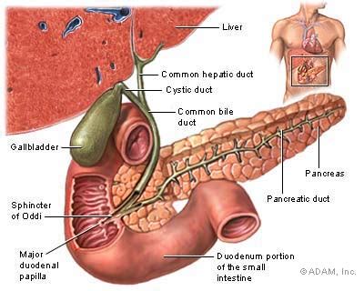 Pancreas Cancer Cure